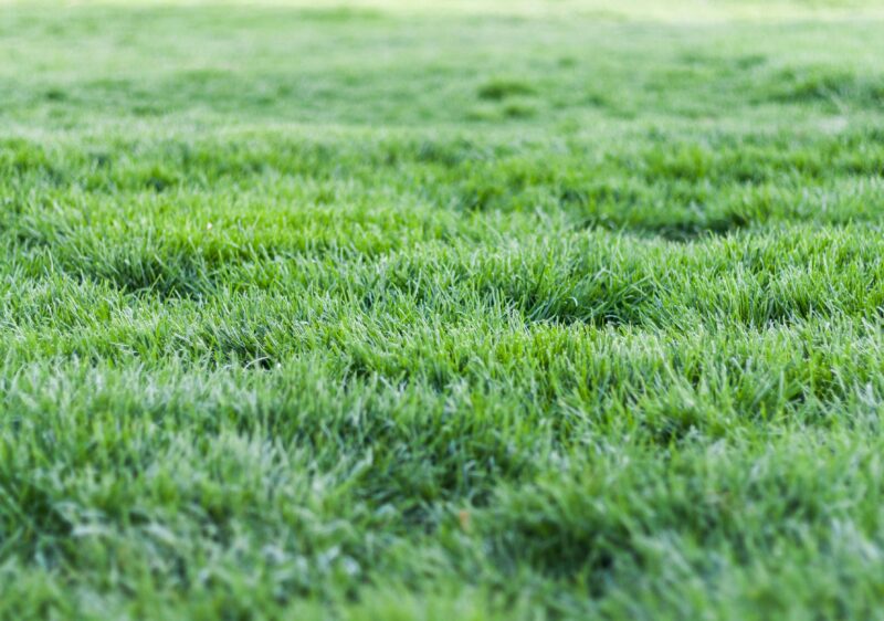 Lawn Care en Estados Unidos